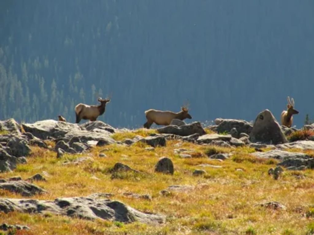 Wild elk standing in a green valley in Banff National Park Canadian Rockies
