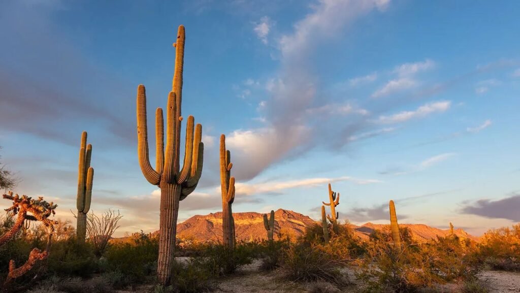 Saguaro cactus desert landscape near Phoenix Arizona at sunset